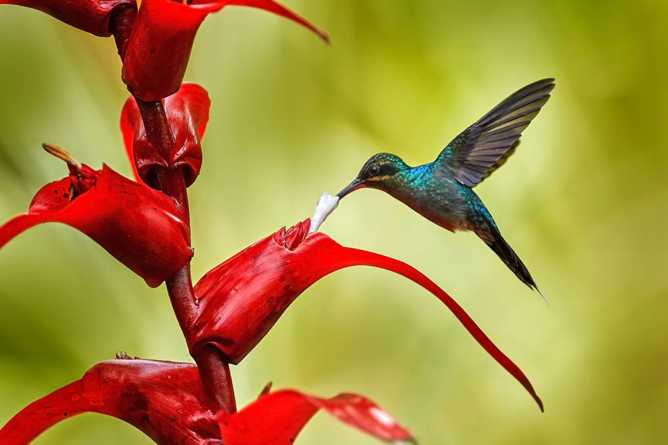 A small iridescent hummingbird drinking from a vivid red flower